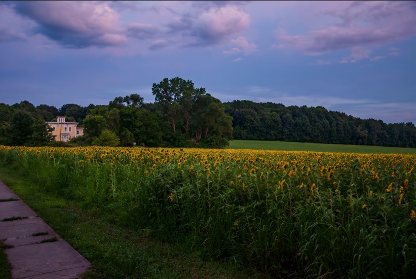 sunflower field